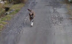 【ｗ】Googleｶｰをめちゃ追いかけてくる犬！可愛いｗ
