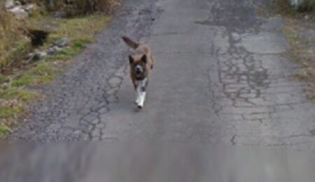 【ｗ】Googleｶｰをめちゃ追いかけてくる犬！可愛いｗ