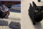 【泣】突然現れた野生感満載の黒猫、ごはんあげて可愛がったらこんなに変わった