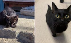 【泣】突然現れた野生感満載の黒猫、ごはんあげて可愛がったらこんなに変わった
