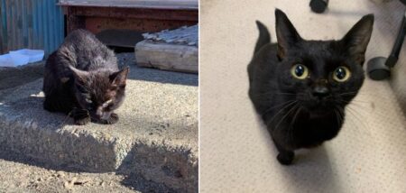 【泣】突然現れた野生感満載の黒猫、ごはんあげて可愛がったらこんなに変わった