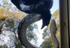 【凄】蛇がカラスを捕らえた瞬間！！