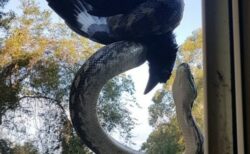 【凄】蛇がカラスを捕らえた瞬間！！