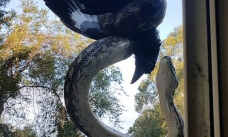 【凄】蛇がカラスを捕らえた瞬間！！