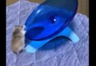 【！】何回飛ばされても走りたいハムスターが可愛すぎる！