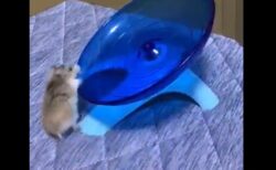 【！】何回飛ばされても走りたいハムスターが可愛すぎる！