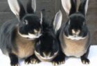 【！】おとぎ話に出て来そうなウサギさんが発見される！