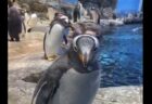 【ドボン】奇跡的にドジなペンギンが発見される！なんとも愛らしいｗ