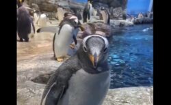 【ドボン】奇跡的にドジなペンギンが発見される！なんとも愛らしいｗ