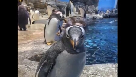 【ドボン】奇跡的にドジなペンギンが発見される！なんとも愛らしいｗ
