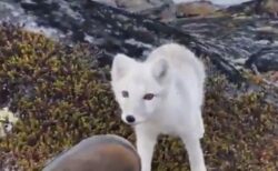 【純白】人間に興味津々なホッキョクギツネ、可愛すぎるｗ