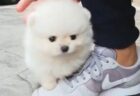 まるで「わたあめの赤ちゃん」なポメラニアン！これは天使！