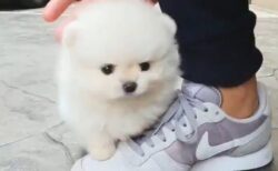 まるで「わたあめの赤ちゃん」なポメラニアン！これは天使！