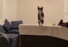 【ジャンプ】完全に「跳躍」を極めた子猫が可愛い！迫力満点の映像！