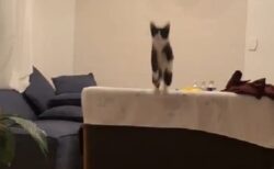 【ジャンプ】完全に「跳躍」を極めた子猫が可愛い！迫力満点の映像！