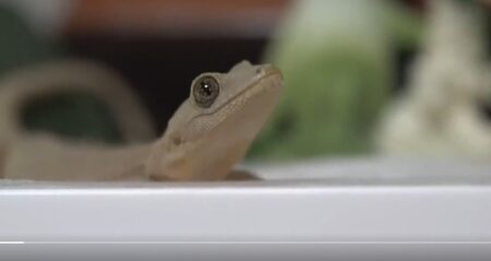 【お目目ぱっちり】ヤモリの「上下運動」がキュートすぎる。こんなに懐くのか！