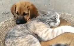 【動画】犬に抱きついて幸せそうに眠る猫、羨ましい！！