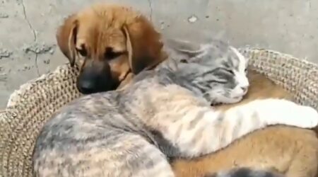 【動画】犬に抱きついて幸せそうに眠る猫、羨ましい！！