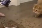 【笑】人間の行動がバグってると猫もドン引きするという事実が判明！