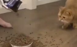 【笑】人間の行動がバグってると猫もドン引きするという事実が判明！