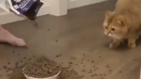 【笑】人間の行動がバグってると猫もドン引きするという事実が判明！