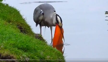 【凄】普通に魚をゲットした鳥、想像の10倍くらいのサイズにビビる！