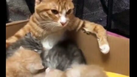 【授乳】お乳のあげ方が格好よすぎる母猫が発見されるｗ　これは男前！