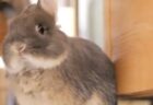 【え！】もふもふウサギのあくび！想像以上に可愛いｗｗｗｗ