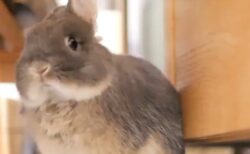 【え！】もふもふウサギのあくび！想像以上に可愛いｗｗｗｗ