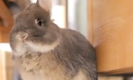 【え！】もふもふウサギのあくび！想像以上に可愛いｗｗｗｗ
