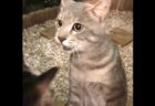 【！】突然うちによく喋る猫が来た！すごくおしゃべりｗｗｗｗ