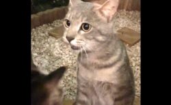 【！】突然うちによく喋る猫が来た！すごくおしゃべりｗｗｗｗ