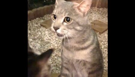 【！】突然うちによく喋る猫が来た！すごくおしゃべりｗｗｗｗ