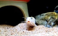 【ﾊﾟｸﾊﾟｸ】必死に話しかけてくるドジョウ、可愛すぎたｗｗｗｗ