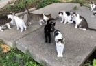 【ニャー】散歩中に遭遇した猫の集会に参加してみた！