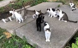 【ニャー】散歩中に遭遇した猫の集会に参加してみた！