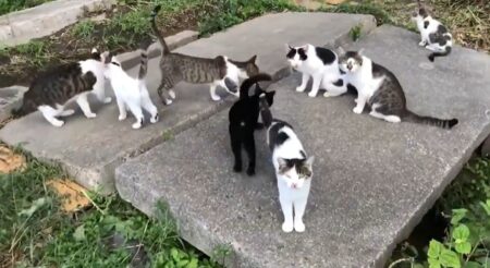 【ニャー】散歩中に遭遇した猫の集会に参加してみた！