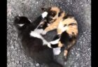 【！】子猫の乱闘事件が勃発！！これはたまらんｗｗｗｗ
