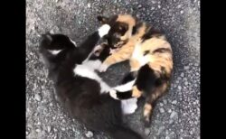 【！】子猫の乱闘事件が勃発！！これはたまらんｗｗｗｗ