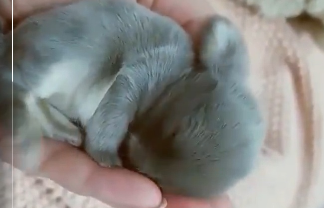 【尊い】手のひらの上で爆睡中のモフモフうさぎが可愛すぎる!なにこの小ささは!