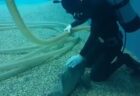 【水族館】ダイバーに近づき撫でて催促する ”クエ” が可愛すぎる。魚って懐くのか！