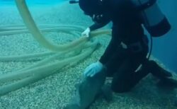 【水族館】ダイバーに近づき撫でて催促する ”クエ” が可愛すぎる。魚って懐くのか！