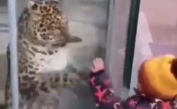 【ていていてい】ガラス越しに遊ぶ「ヒョウと子供」が可愛すぎる　やっぱり猫科！
