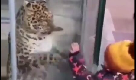 【ていていてい】ガラス越しに遊ぶ「ヒョウと子供」が可愛すぎる　やっぱり猫科！