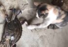 【笑】カニをつついて遊んでた猫、思わぬ反撃に飛び上がる　これは痛い！