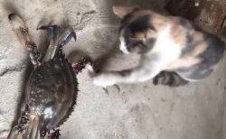 【笑】カニをつついて遊んでた猫、思わぬ反撃に飛び上がる　これは痛い！