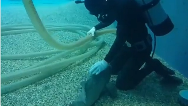 【水族館】ダイバーに近づき撫でて催促する ”クエ” が可愛すぎる。魚って懐くのか!