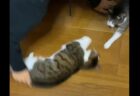 【最高】ひたすら回されるのが大好きなネコが可愛すぎる