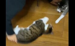 【最高】ひたすら回されるのが大好きなネコが可愛すぎる