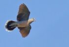 『鳩』になれる海外のゲームが面白そう！
